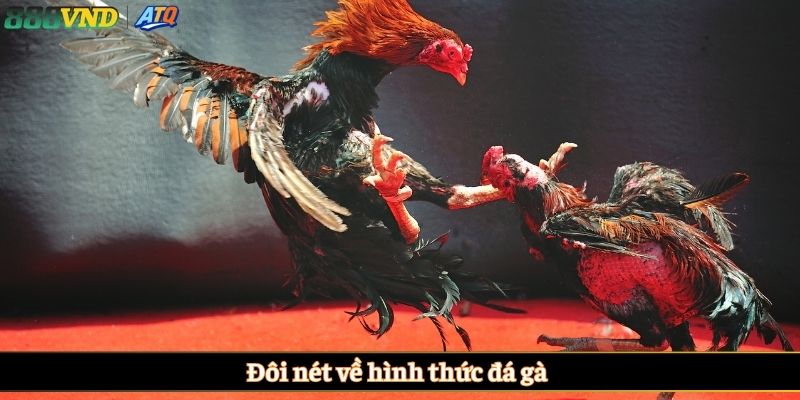 Đôi nét về hình thức đá gà