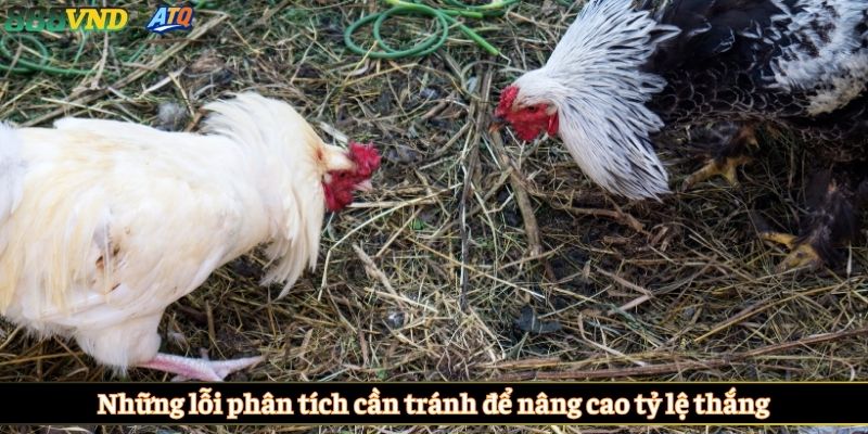 Những lỗi phân tích cần tránh để nâng cao tỷ lệ thắng